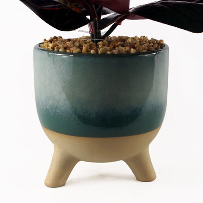 Artificial Ficus Plant Teal Blue Green Ceramic Planter-1