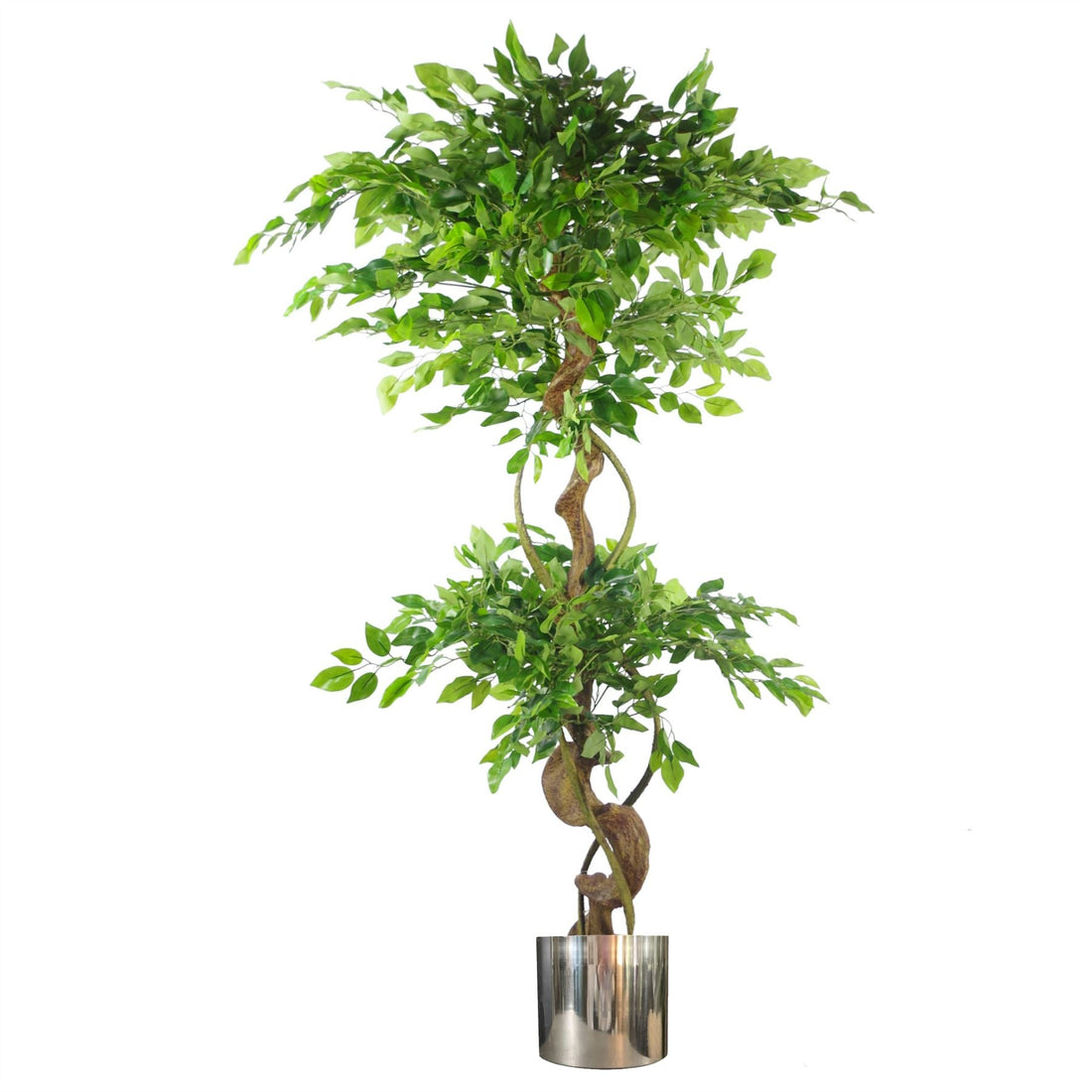 Japanese Fruticosa Ficus Tree Silver Planter 150cm Twisted Trunk Artificial Botanik-0