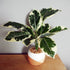 Artificial Pothos Variegated Plant Planter 40cm-0