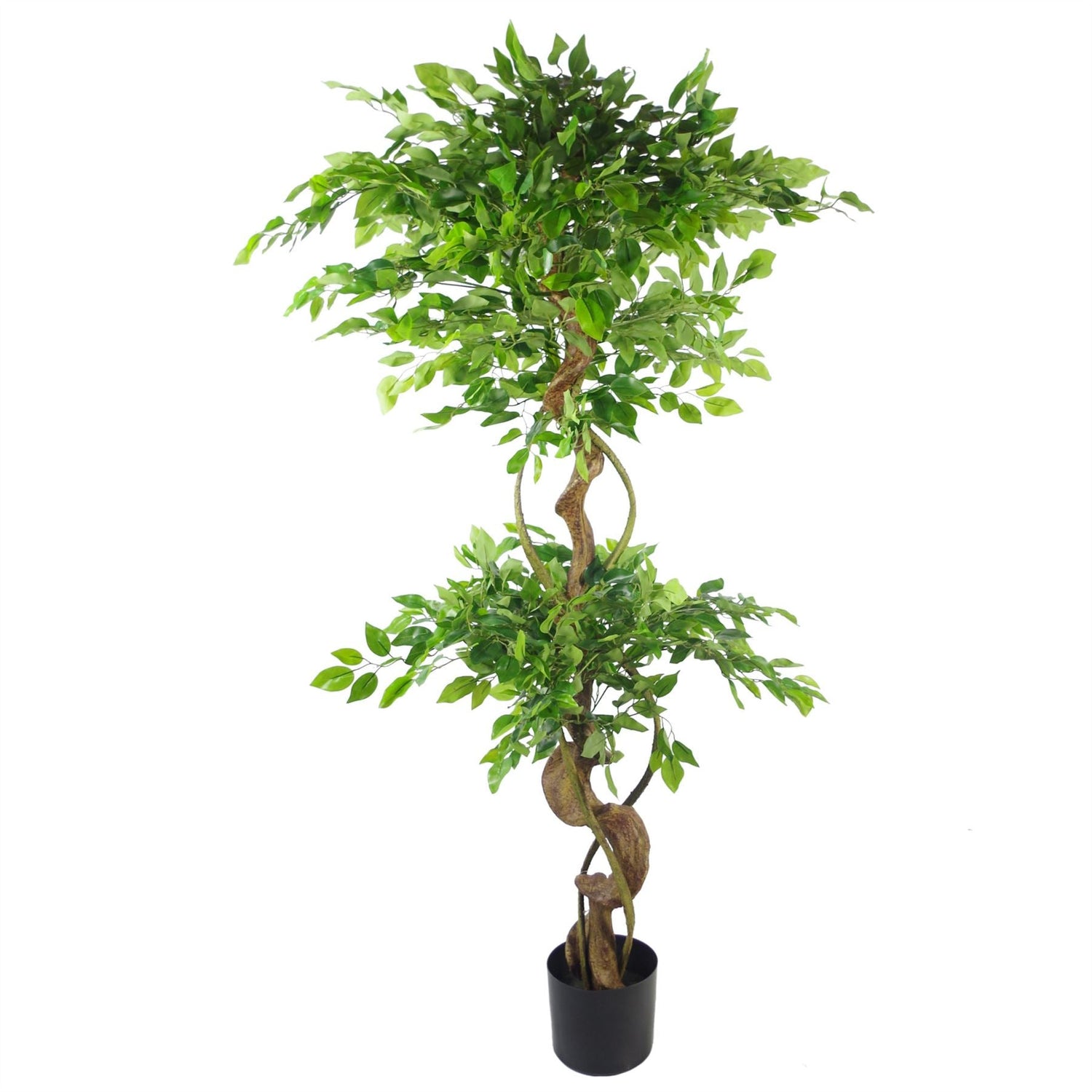 Japanese Fruticosa Ficus Tree Copper Planter 150cm-4