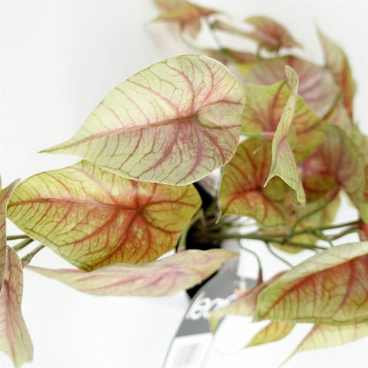 30cm Artificial Pink Caladium Trailing Plant-2